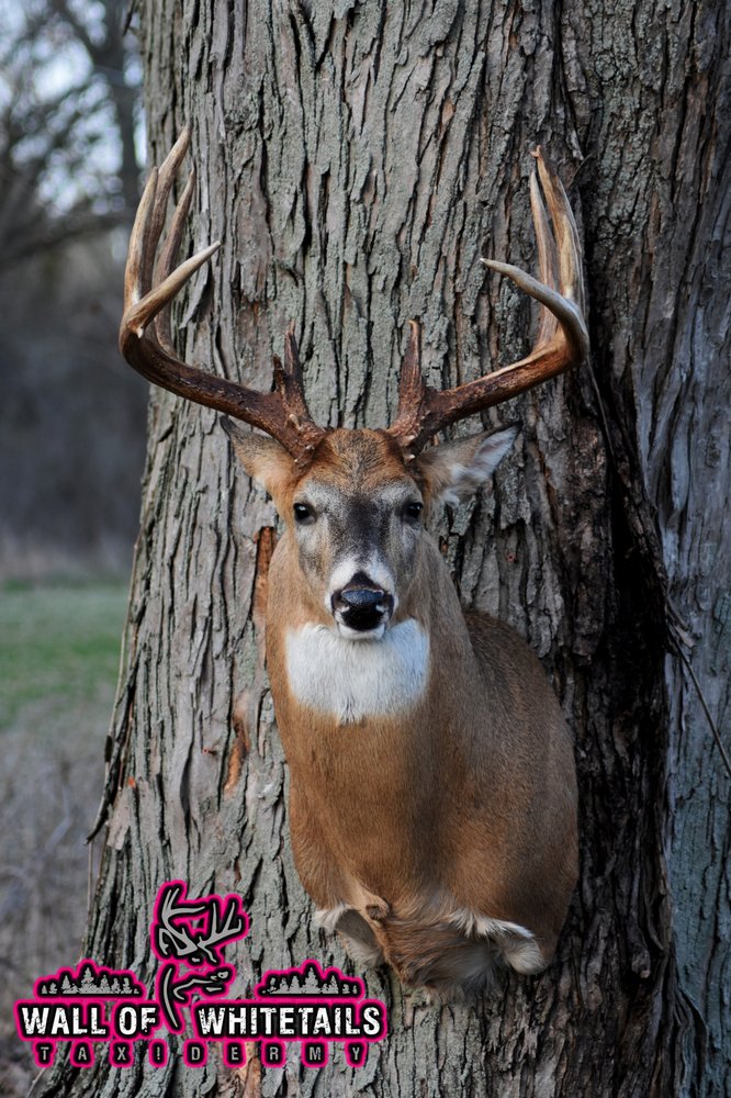 Wall of Whitetails Taxidermy - taxidermy in Dousman, WI