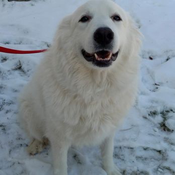 Tiny N Tall Rescue - Izzie, 4 year old Great Pyrenees - Pet Adoption Near Me Tiny N Tall Rescue - Izzie, 4 year old Great Pyrenees - Pet Adoption Near Me
