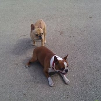 Puptown - Dog Parks Near Me - Chicago, Illinois