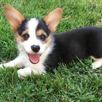 Creekside Veterinary Hospital - Happy healthy puppy! - Veterinarians Near Me - Templeton, California Creekside Veterinary Hospital - Happy healthy puppy! - Veterinarians Near Me - Templeton, California
