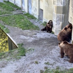 Bear Pit