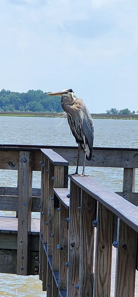 Gulf Islands National Seashore-Davis Bayou Area