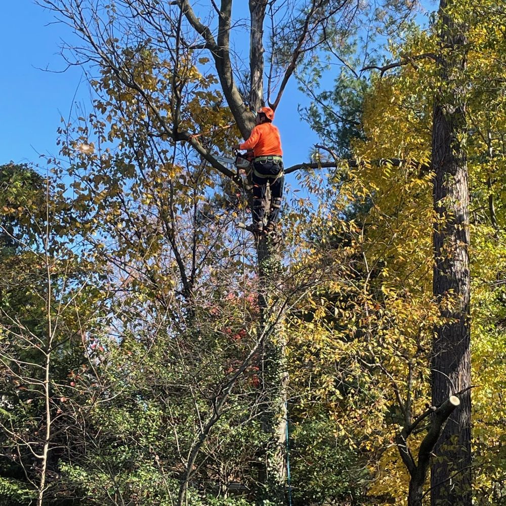 O&O Tree Service - Tree Services Near Me
