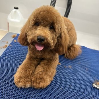 Alex’s Paws ‘n Pups - Pet Groomers Near Me - Skokie, Illinois Alex’s Paws ‘n Pups - Pet Groomers Near Me - Skokie, Illinois
