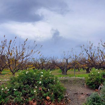 Orchard Heritage Park - Trees - Museums Near Me - Sunnyvale, California Orchard Heritage Park - Trees - Museums Near Me - Sunnyvale, California