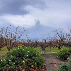 Orchard Heritage Park - Trees