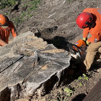 Terry's Tree Service - Tree Services Near Me - Livermore, California Terry's Tree Service - Tree Services Near Me - Livermore, California