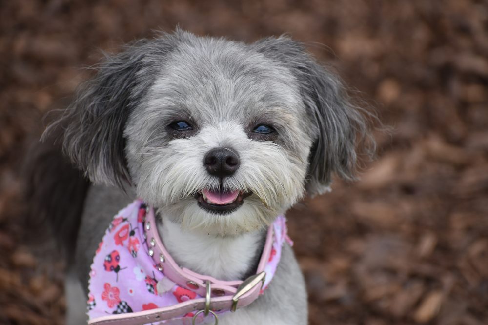 SMITH FARMS BOARDING KENNELS Updated September 2024 87 Photos & 21