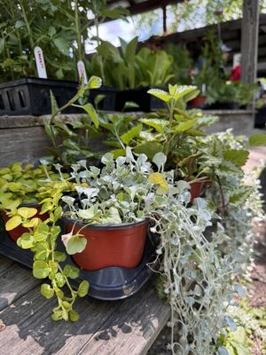 Ithaca Farmers Market by null