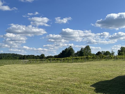 Owl Creek Vineyard by null