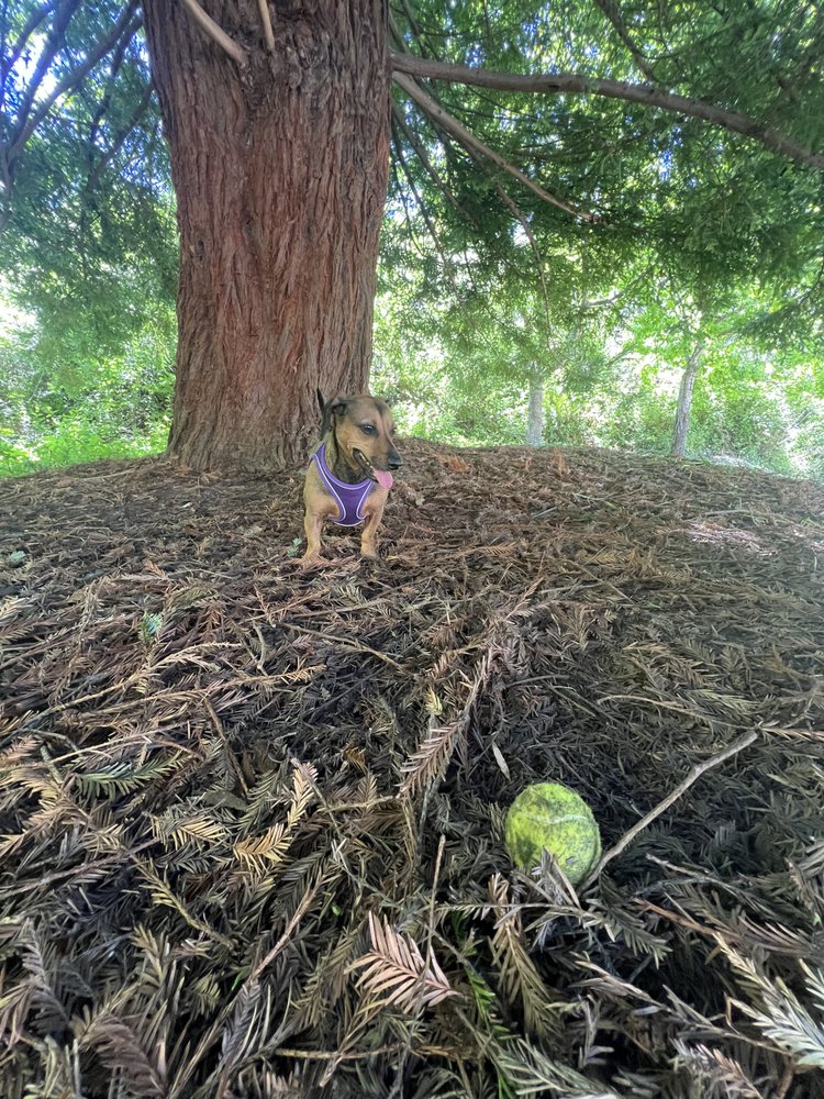Jonathans DogCare - pet boarding facility in Pacifica, CA