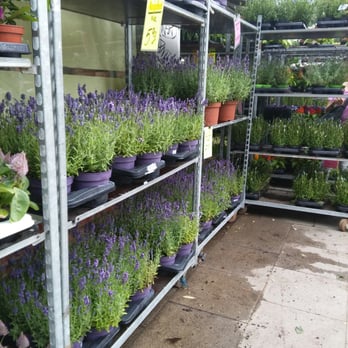 Tonton - Florists Near Me - Hamburg, HH Tonton - Florists Near Me - Hamburg, HH