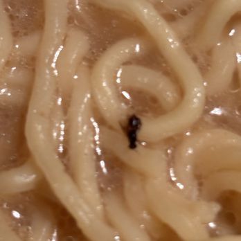 Love Ramen - fly floating on ramen soup. is unacceptable and shows a serious lack of hygiene and quality control. - Ramen Near Me - Santa Clarita, California Love Ramen - fly floating on ramen soup. is unacceptable and shows a serious lack of hygiene and quality control. - Ramen Near Me - Santa Clarita, California