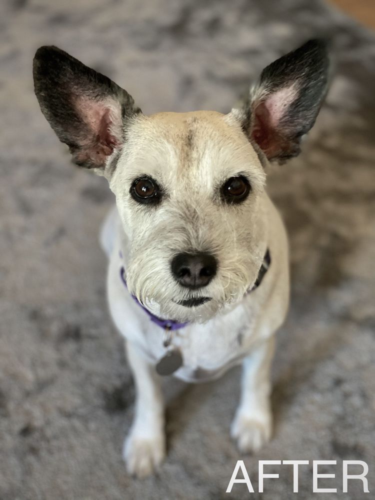 PAMPERED PAWS 145 Photos & 243 Reviews 572 W La Habra Blvd, La