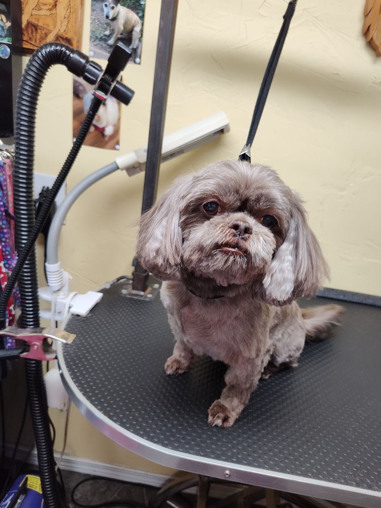 TLC GROOMING BY DANIELLE Updated August 2024 37 Photos & 27 Reviews