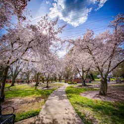 Sacramento Public Library - Belle Cooledge - Cherry Blossoms