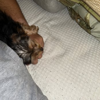 Precious Petite Puppies - Tiny sleeping on my hand - Pet Adoption Near Me - Norcross, Georgia