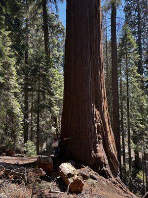 General Sherman Tree by null