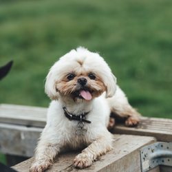 City Paws Club