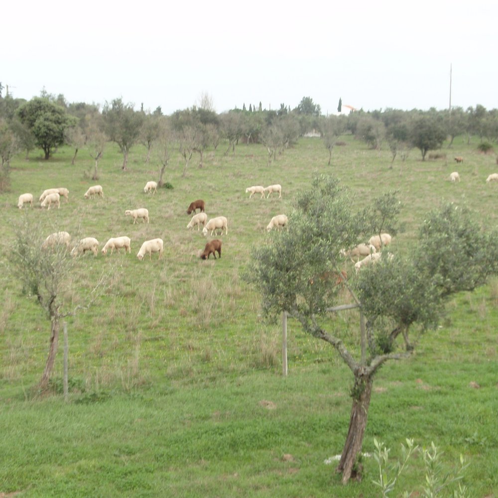 Convento do Espinheiro - Sheep! - Hotels Near Me - Évora, 07