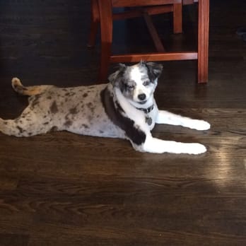 Dogcity - Pretty pup after her summer shave! - Pet Groomers Near Me - Seattle, Washington Dogcity - Pretty pup after her summer shave! - Pet Groomers Near Me - Seattle, Washington