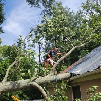 Pickering Tree Service - Wind damage - Tree Services Near Me Pickering Tree Service - Wind damage - Tree Services Near Me
