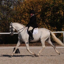 Social spots from WOW Equestrian