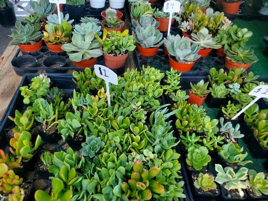 State Street Farmers Market by null