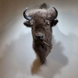 Bison Head Cigar & Lounge - The Bison Head on one of the walls of the place.