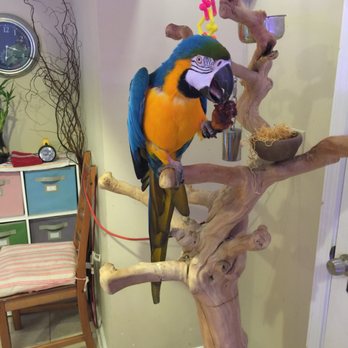 Chicago Discus - Meet Sky, one of our two Blue and Gold Macaws, munching on her favorite food - Local Fish Stores Near Me - Chicago, Illinois