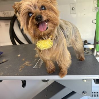 Gingerly Grooming - Yorkie tidy with tipped ears - Pet Groomers Near Me Gingerly Grooming - Yorkie tidy with tipped ears - Pet Groomers Near Me