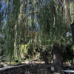 Adobe and Pines Inn - Loved all the huge trees!