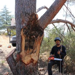 Call Oscar Tree Service