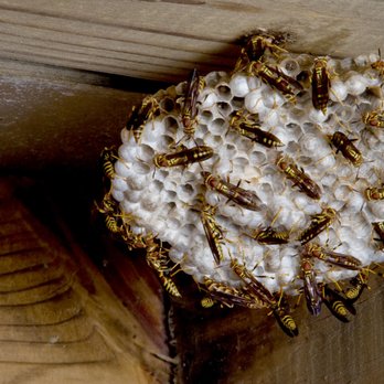 Amherst Exterminators - Pest Control Near Me - Williamsville, New York