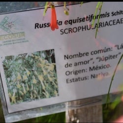 Jardín Botánico Dr. Alfredo Barrera Marín
