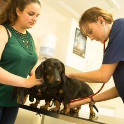 Animal Clinic