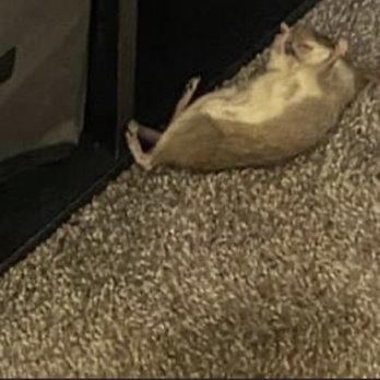 Bennington Apartments - Rat in unit. On going problem - Apartments Near Me - Fairfield, California