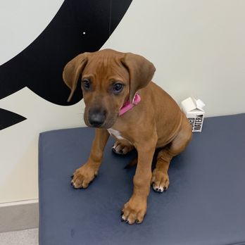 Urbanvet - Vet Office, Rhodesian Ridgeback, Puppy - Veterinarians Near Me - Newport Beach, California Urbanvet - Vet Office, Rhodesian Ridgeback, Puppy - Veterinarians Near Me - Newport Beach, California