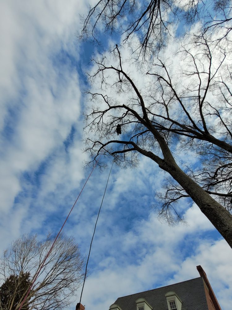 Sylvatica Modern Arboriculture - tree service in Charlotte, NC