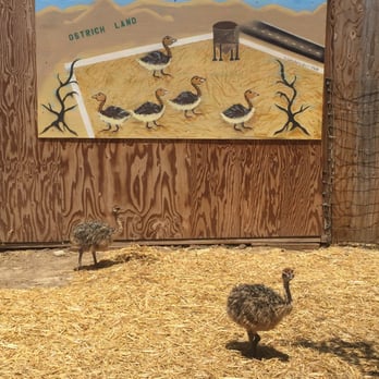Ostrichland USA - Attraction Farms Near Me - Solvang, California