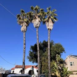 Joyful Tree Service - Before picture of palm tree pruning! Just what the client ordered