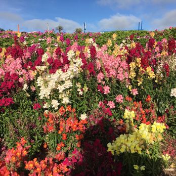 The Flower Fields - Flower fields - Venues & Event Spaces Near Me - Carlsbad, California
