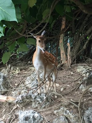 Shoushan Zoo by null