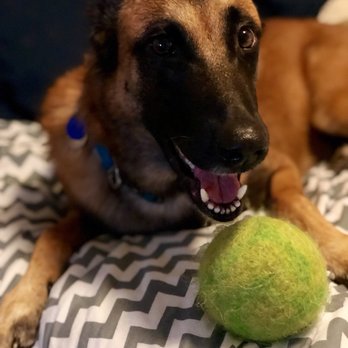 Nitro K-9 - Pet Training Near Me - Bothell, Washington