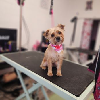 Sara’s Devine Doggies Grooming Salon - Pet Groomers Near Me - Devine, Texas Sara’s Devine Doggies Grooming Salon - Pet Groomers Near Me - Devine, Texas