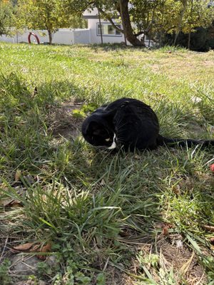 Willowbrook Apple Farm by null