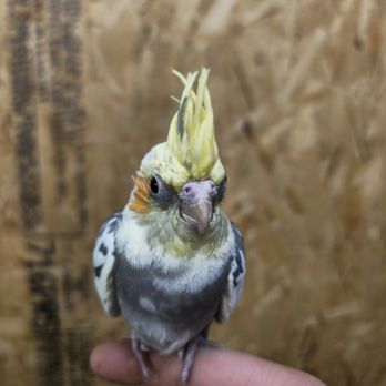 All Things Birds - Bird Shops Near Me - Canyon Country, California