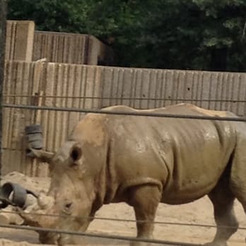 Memphis Zoo - The Memphis zoo - Zoos Near Me - Memphis, Tennessee Memphis Zoo - The Memphis zoo - Zoos Near Me - Memphis, Tennessee