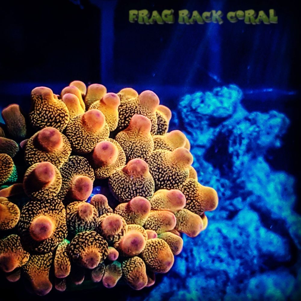 FRAG RACK CORAL - Demander plus d'information - 19 Kenview Blvd ...