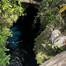 Cenotes Kin-Ha